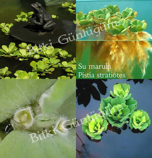 Su Marulu