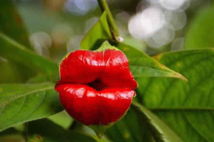 Fahişe dudağı (Psychotria elata)