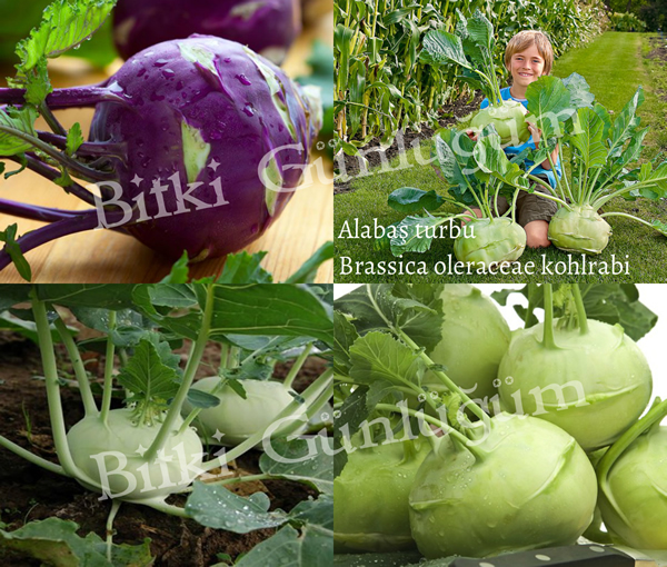 Alabaş Turbu (Kohlrabi)
