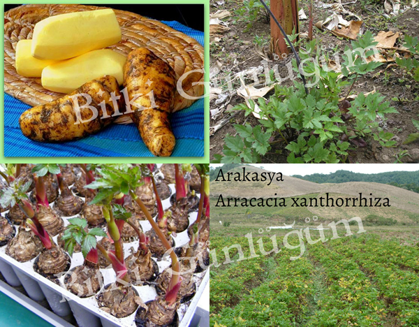 Arakasya Yumruları