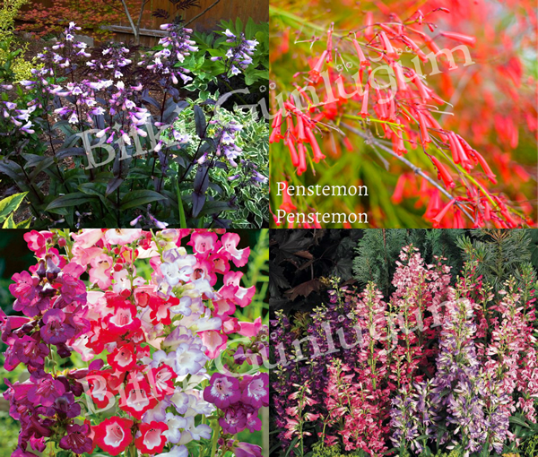 Penstemon Çiçeği