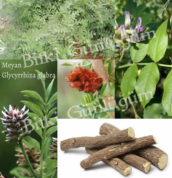 Meyan Kökü