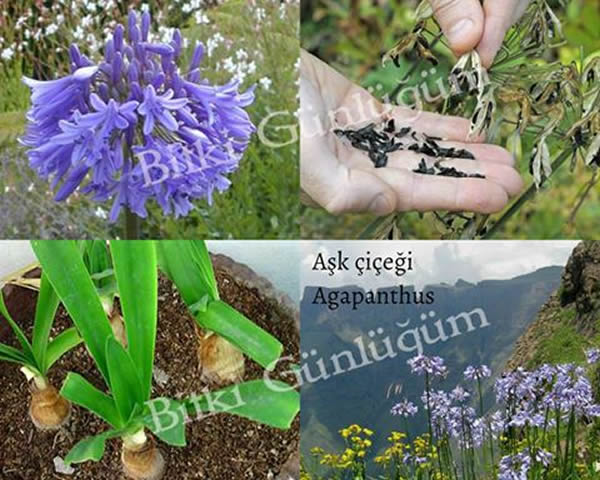 Aşk Çiçeği