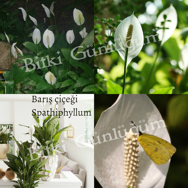 Barış Çiçeği