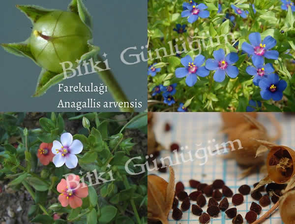Farekulağı Çiçeği