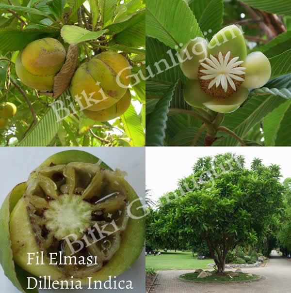 Fil Elması