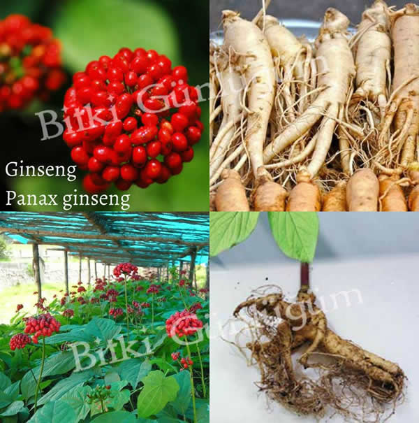 Ginseng Kökü