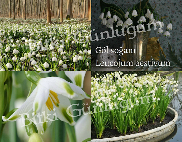 Göl Soğanı