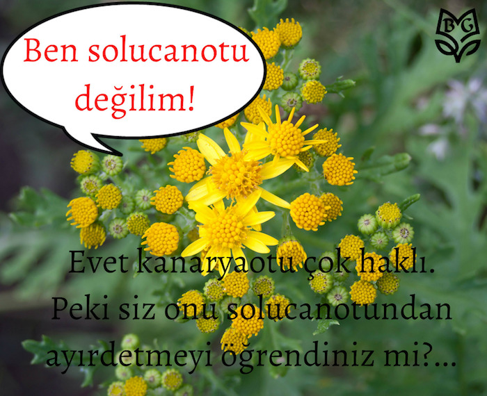 Kanaryaotu Detay