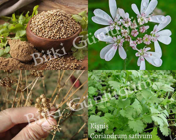 Kişniş Bitkisi ve Tohumları