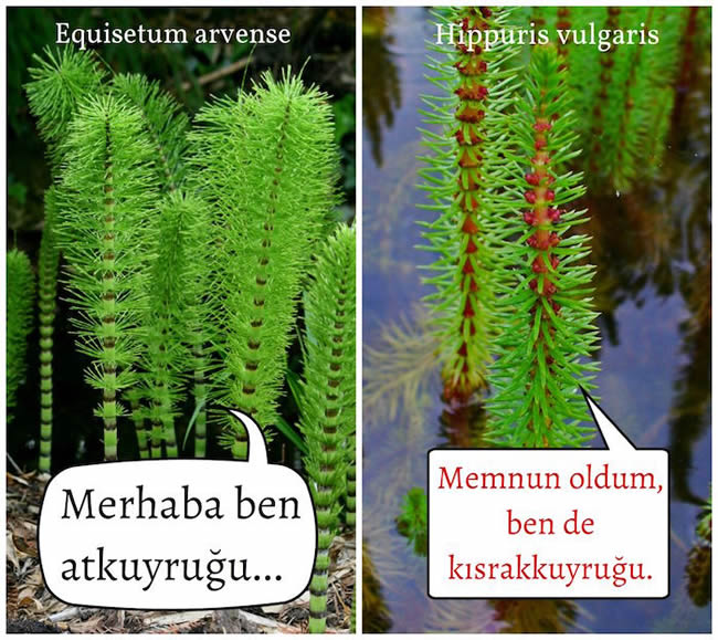 Kısrak Kuyruğu Detay