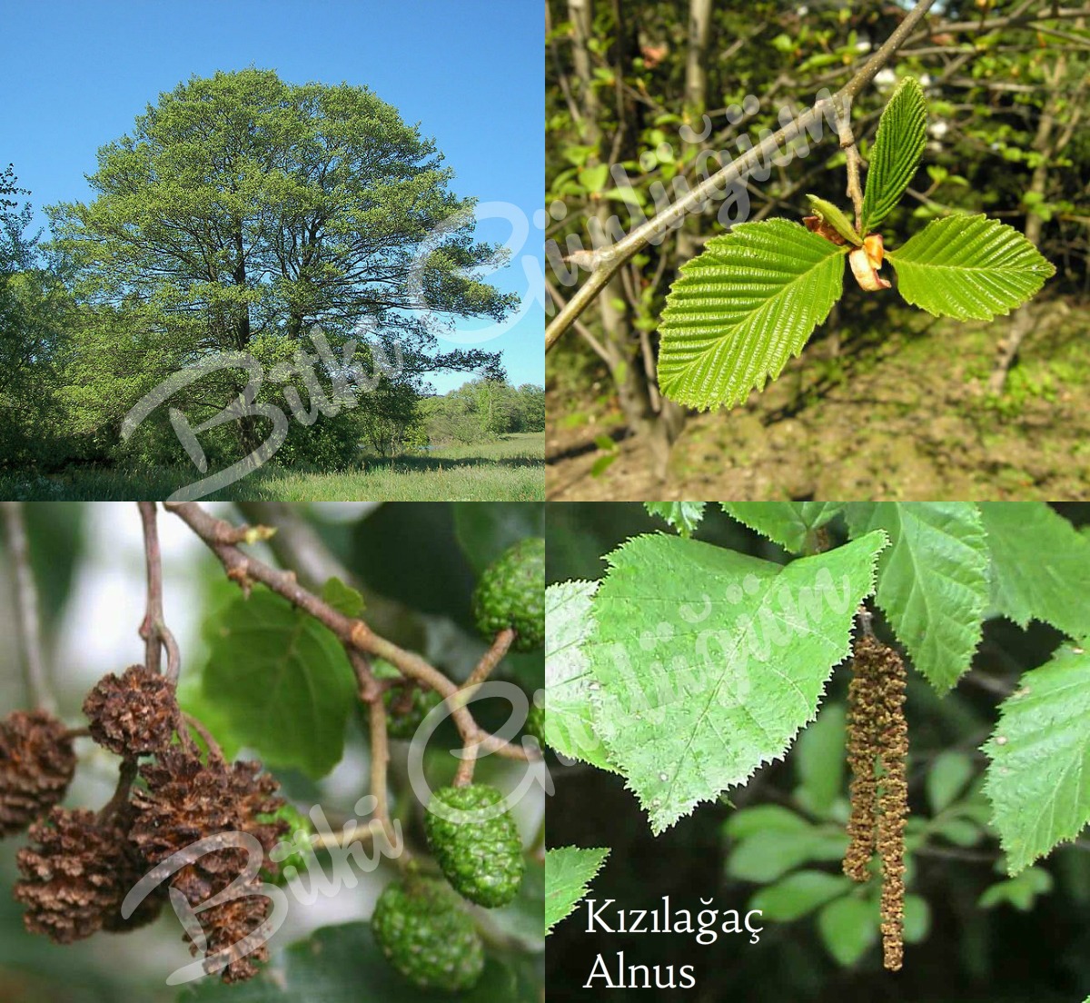 Kızılağaç Yaprakları ve Kozalakları