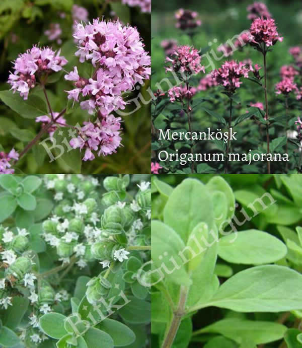 Mercanköşk Bitkisi