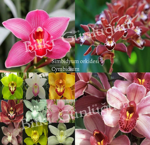 Simbidyum Orkidesi