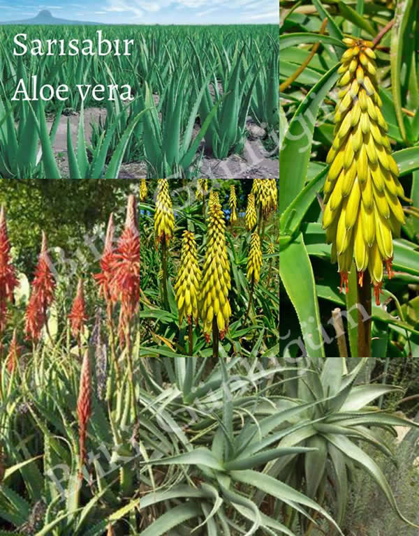 Aloe Vera Bitkisi