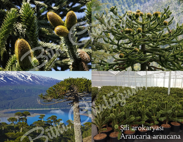 Şili Arokaryası (Monkey Puzzle)