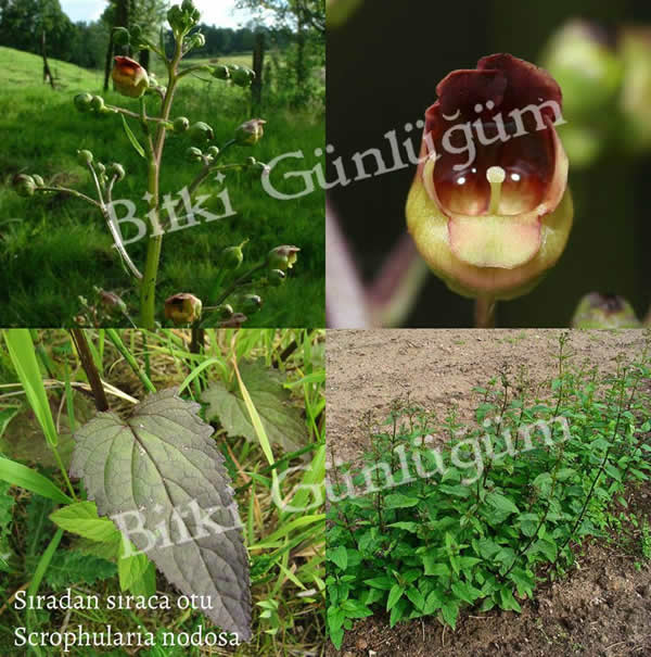Sıradan Sıracaotu