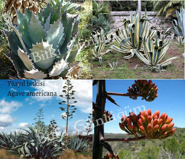 Devasa Agave Bitkisi